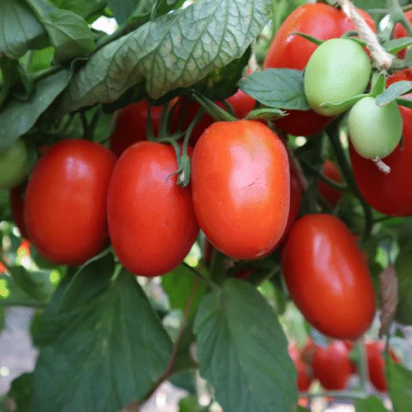 F1 Hybrid 50 +Tomato Seeds best for kitchen gardening
