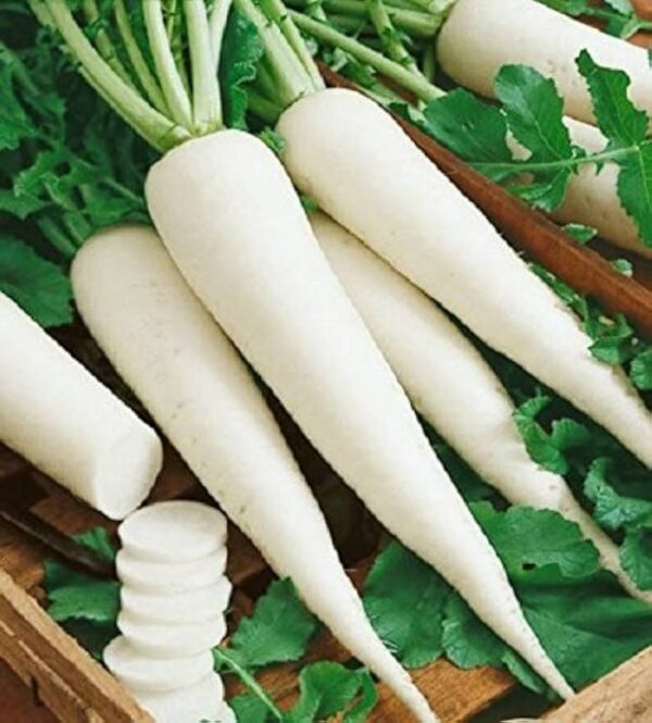 Radish vegetable seeds (white moli) kitchen gardening