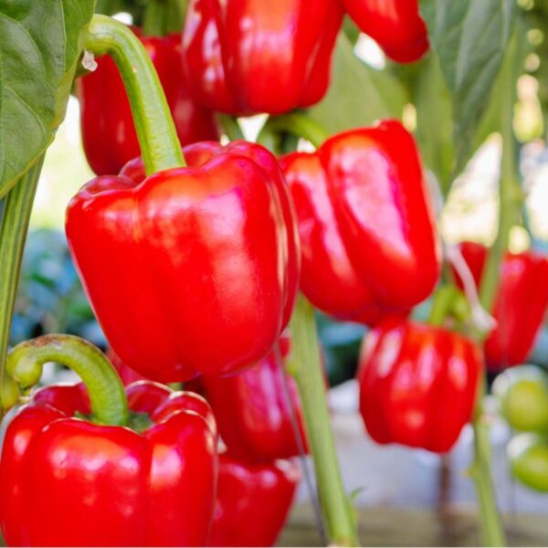 F1 Hybrid 30 +Red Capsicum Seeds - Best for Kitchen Gardening