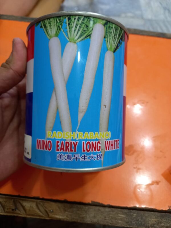 F1 Hybrid Radish Seed 400gm , Mino Early, White Moli Vegetable seed.