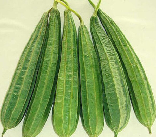 F1 hybrid kali Tori vegetable seeds for kitchen gardening